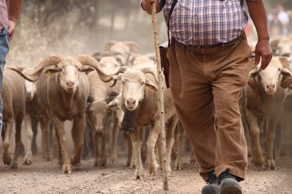 Patrimonio Inmaterial de Extremadura “Vive la Trashumancia” y Feria del
